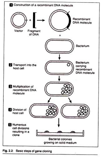 Cloning Flow Chart