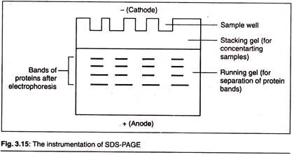 Gel Electrophoresis Chart