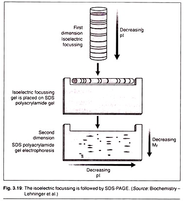 Electrophoresis Chart