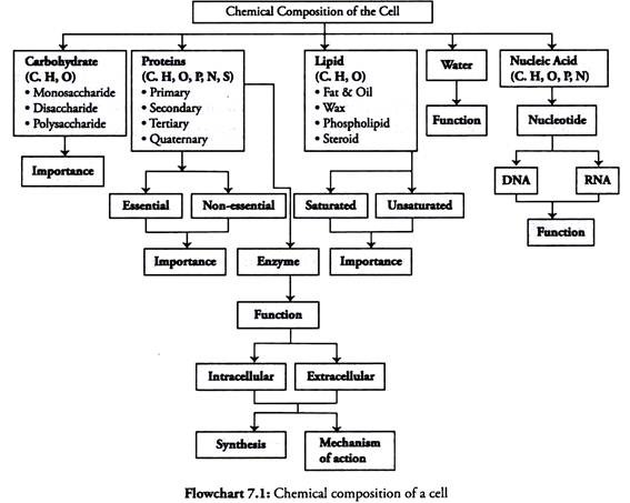 Biomolecules Chart