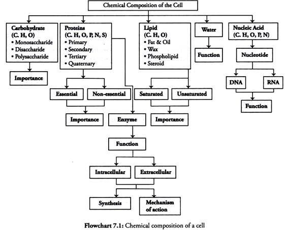 4 Biomolecules Chart