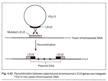 Recombination between Plasmid and Chromosomal