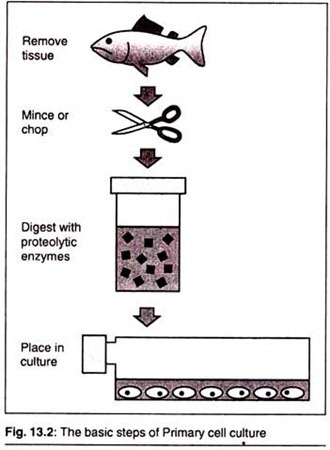 The Basic Steps of Primary Cell Culture