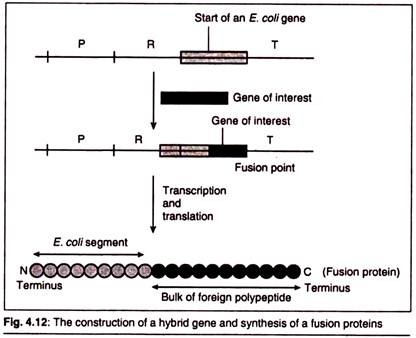 Construction of a Hybrid Gene and Synthesis