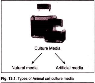Types of Animal Cell Culture Media