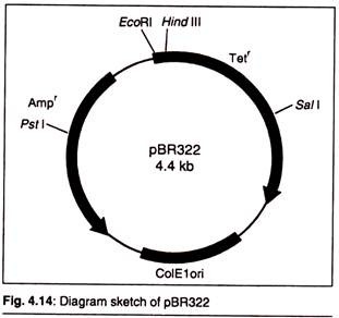 Diagram Sketch of pBR322
