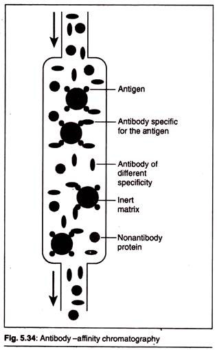 Antibody - Affinity Chromatography