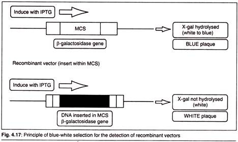 Principle of Blue-White Selection