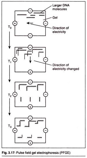 Pulse Field Gel Electrophoresis