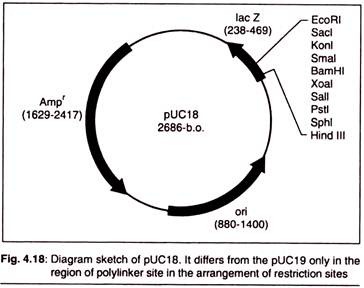 Diagram Sketch of pUC 18