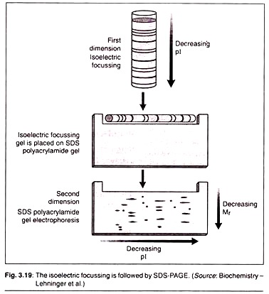 Isoelectric Focussing is followed by SDS-Page