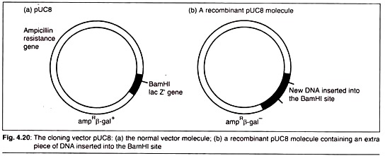 Cloning Vector pUCB