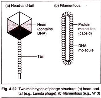 Two Main Types of Phage Structure