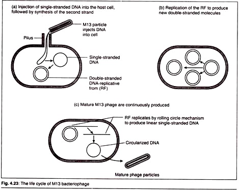 Life Cycle of M13 Bacteriophage