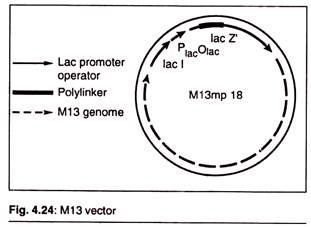 M13 Vector