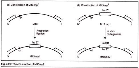 Construction of M13mp2