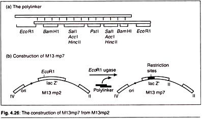 Construction of M13mp7 from M13mp2