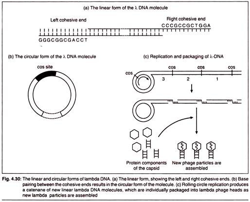 Linear and Circular Forms of Lambda DNA