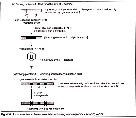 Solutions of Two Problems Associated with using Lambda Genome as Cloning Vector