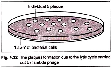 Plaques formation