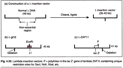 Lambda Insertion Vectors