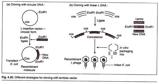 Different Strategies for Cloning with Lambda Vector