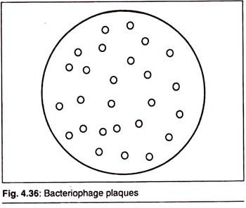 Bacteriphage Plaques