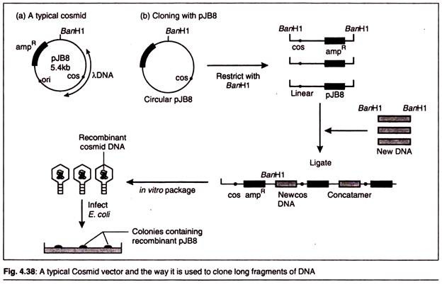 Typical Cosmid Vector