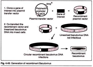 Generation of Recombinant Baculovirus
