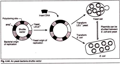 Yeast-Bacteria Shuttle Vector