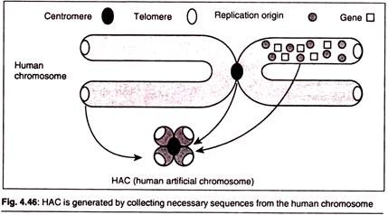 HAC is Generated 