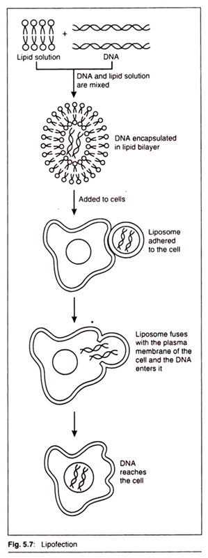 Lipofection