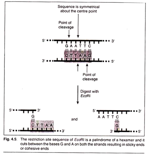 Restriction site Sequence