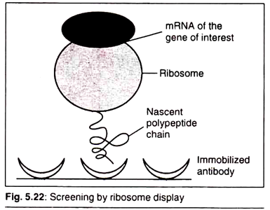Ribosome Display