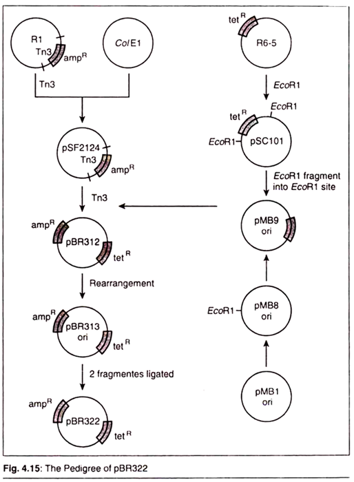 Pedigree of pBR322