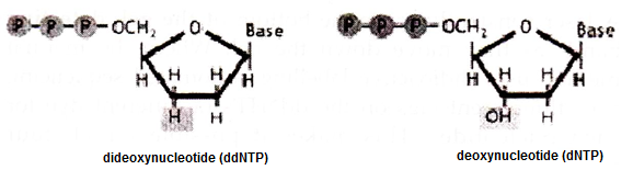 Dideoxynucleotide and Deoxynucleotide