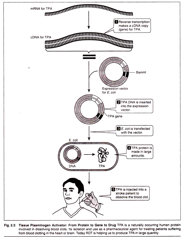 Molecular Organisation of a Liposome Microcapsule in Water