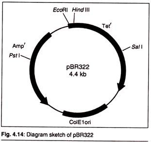 Chemical Composition of a Cell