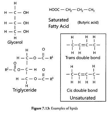 Examples of Lipids