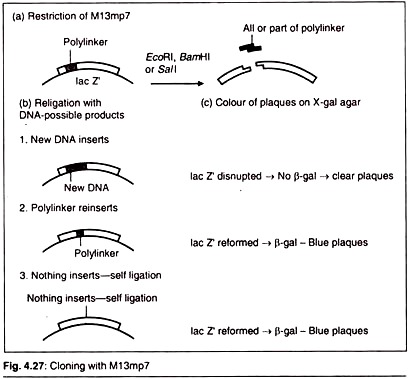 Structure of Nucleic Acid, Sugar and Nitrogenous Bases