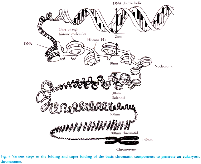 Chromonemata