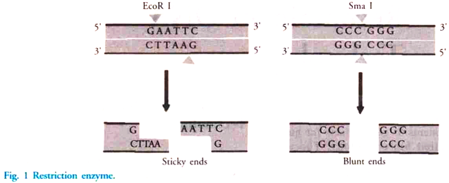 Restriction Enzymes