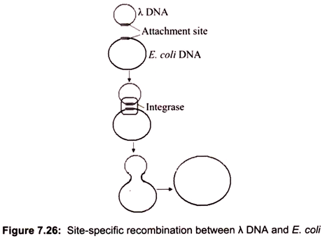 Site-Specific Recombination between  λ  DNA and E.coli