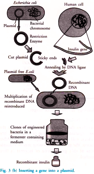 Inserting a Gene into a Plasmid