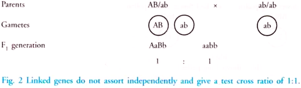 Chromosome Theory of Heredity 