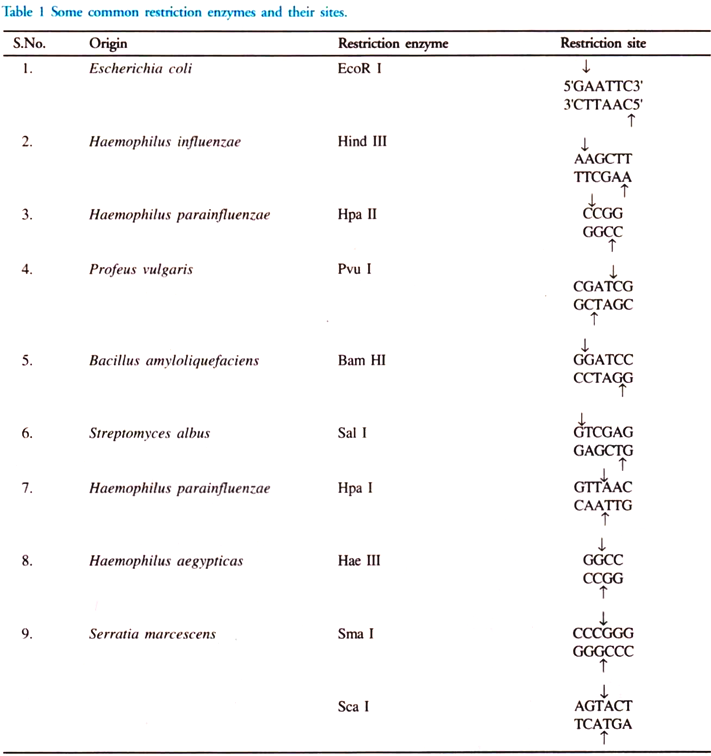 Some Common Restriction Enzymes and their Sites