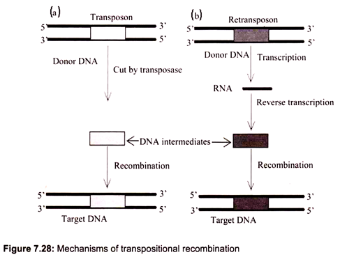 Mechanisms of Transpositional Recombination