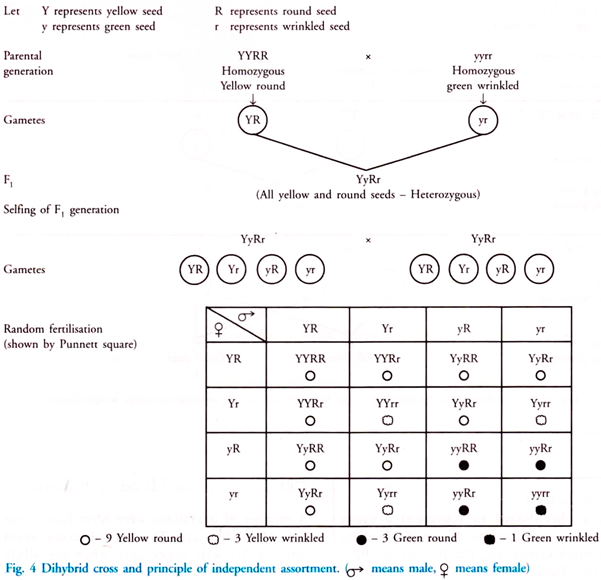 Dihybrid Cross and Principle of Independent Assortment