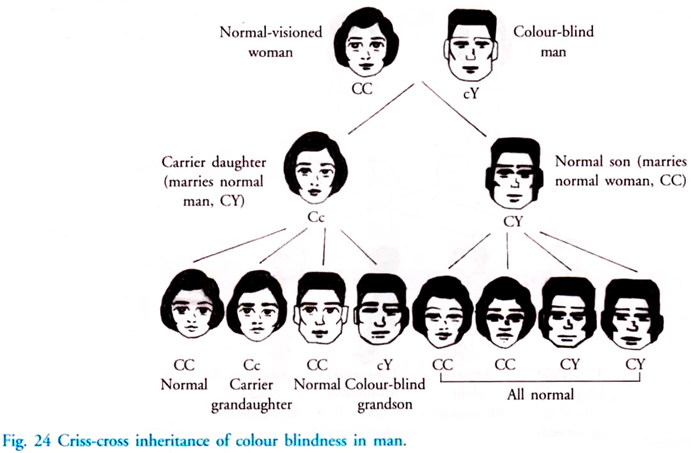 Criss-Cross Inheritance of Colour Blindness in Man